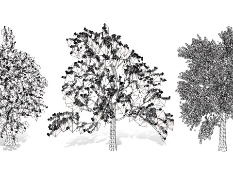 3D Plum Tree Pack 3D Model