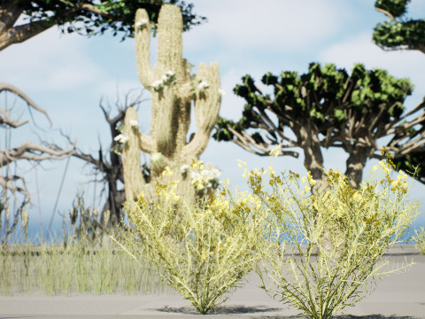 Desert Plants 3D Pack 3D Model
