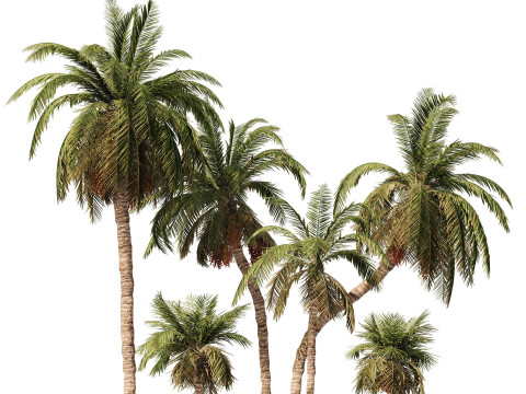 Desert Plants 3D Pack 3D Model