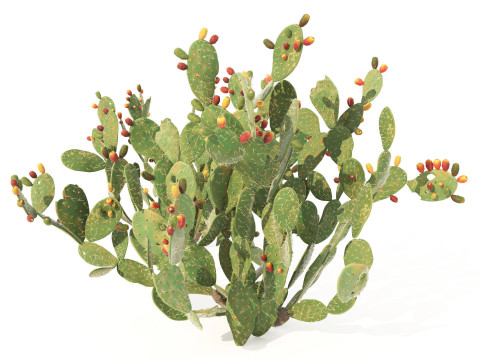 Desert Plants 3D Pack 3D Model