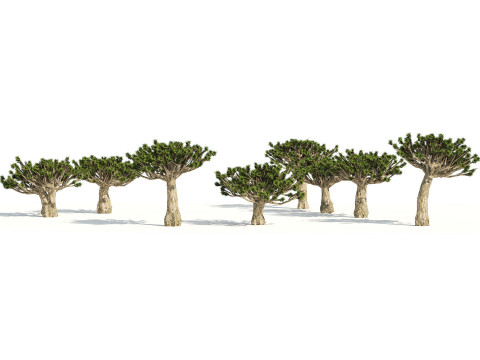 Desert Plants 3D Pack 3D Model