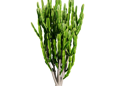 Desert Plants 3D Pack 3D Model