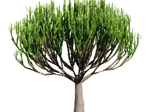 Desert Plants 3D Pack 3D Model