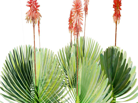 Desert Plants 3D Pack 3D Model