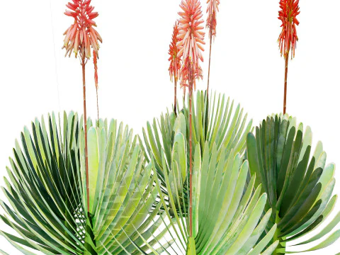 Desert Plants 3D Pack 3D Model