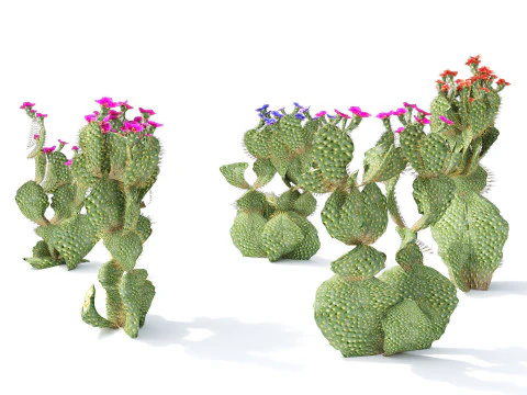 Desert Plants 3D Pack 3D Model