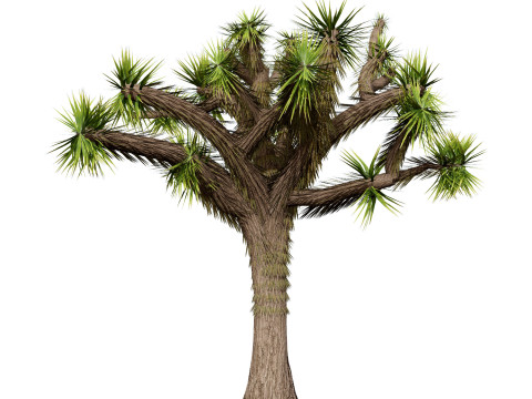Desert Plants 3D Pack 3D Model