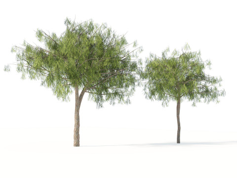 Desert Plants 3D Pack 3D Model