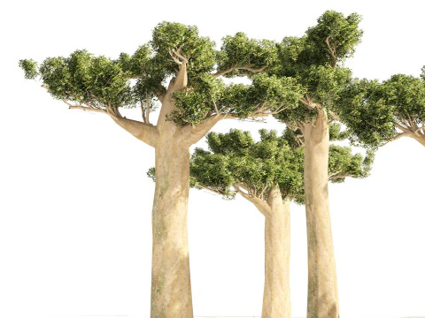 Desert Plants 3D Pack 3D Model