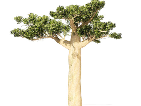 Desert Plants 3D Pack 3D Model