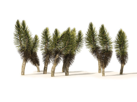 Desert Plants 3D Pack 3D Model