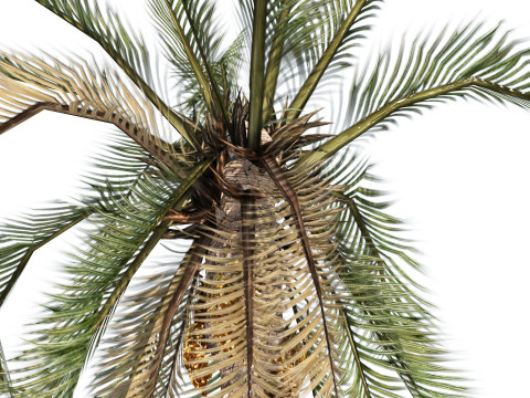 Desert Plants 3D Pack 3D Model