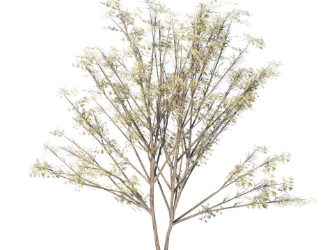 Desert Plants 3D Pack 3D Model