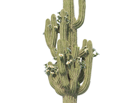 Desert Plants 3D Pack 3D Model