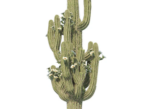 Desert Plants 3D Pack 3D Model