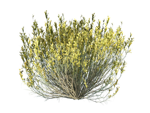 Desert Plants 3D Pack 3D Model