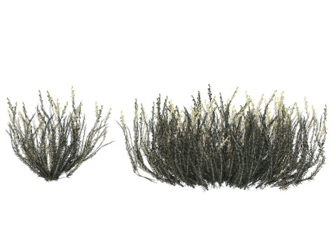 Desert Plants 3D Pack 3D Model