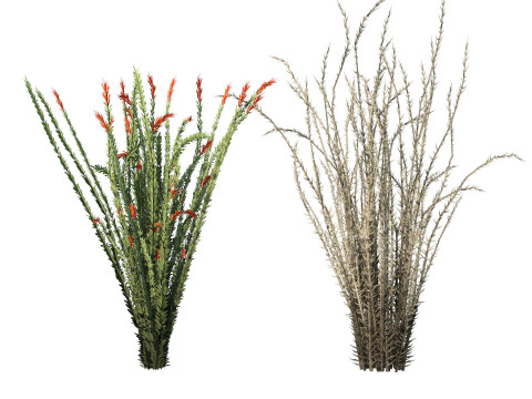 Desert Plants 3D Pack 3D Model