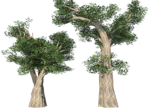 Desert Plants 3D Pack 3D Model