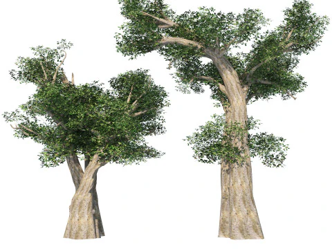 Desert Plants 3D Pack 3D Model