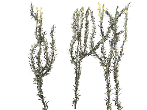 Desert Plants 3D Pack 3D Model