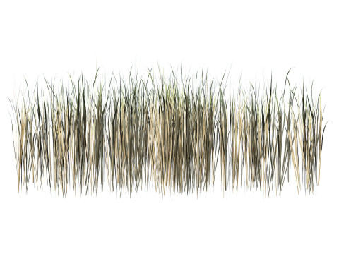 Desert Plants 3D Pack 3D Model