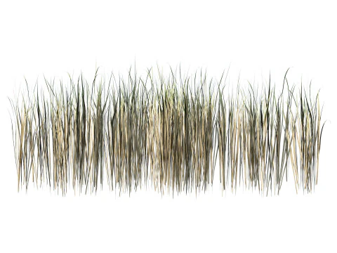 Desert Plants 3D Pack 3D Model