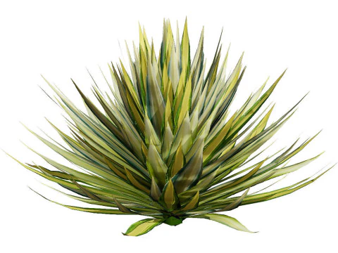 Desert Plants 3D Pack 3D Model