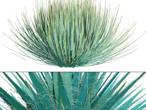 Desert Plants 3D Pack 3D Model