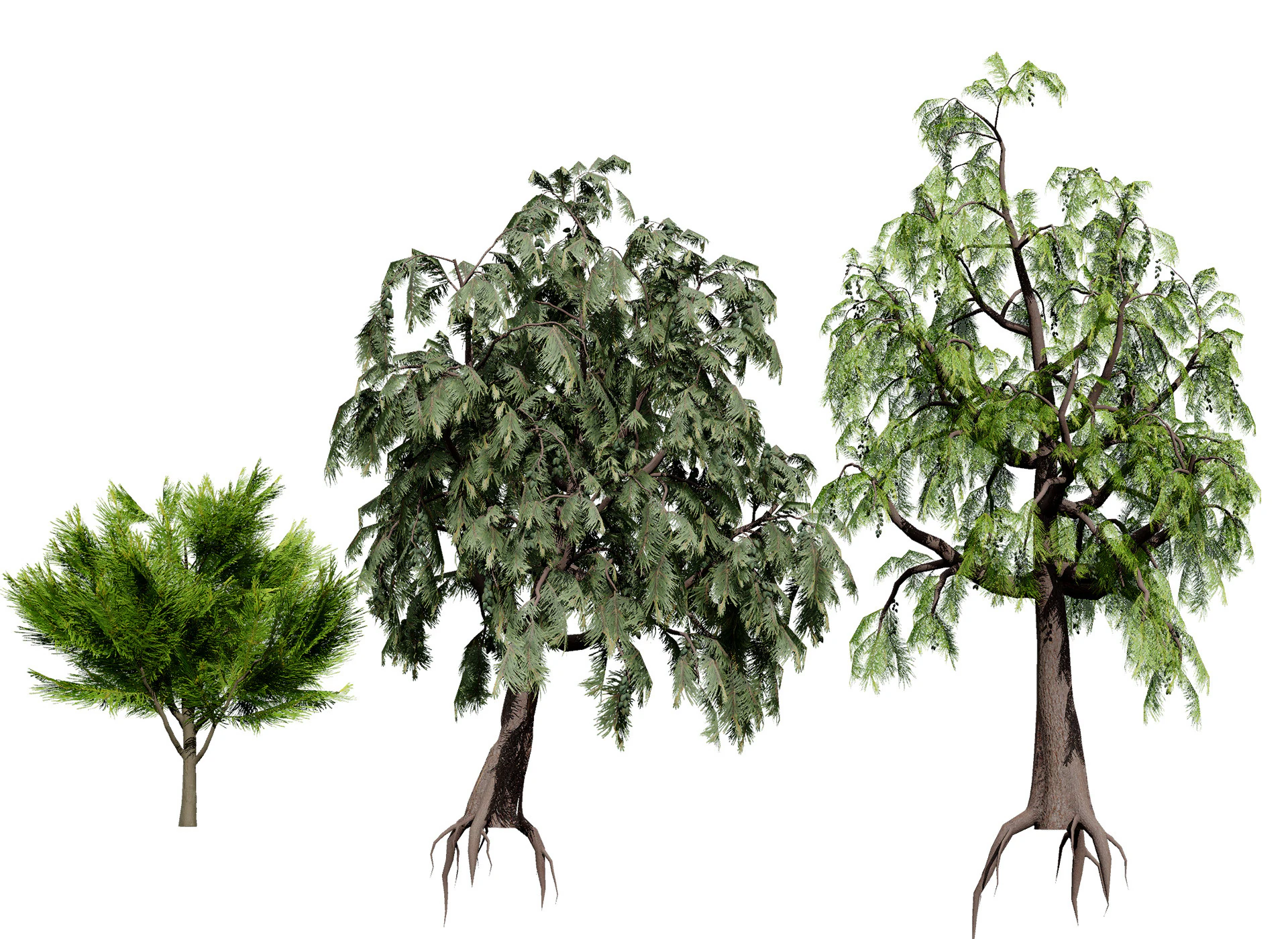 &Aacute;rvore Casuarina Australiana Modelo 3D .c4d .max .obj .3ds .fbx .stl .blend 