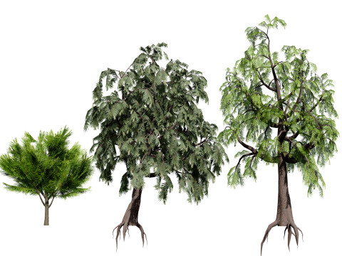 Australian Casuarina Tree 3D Модель