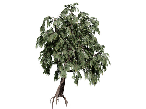 Australian Casuarina Tree 3D Model