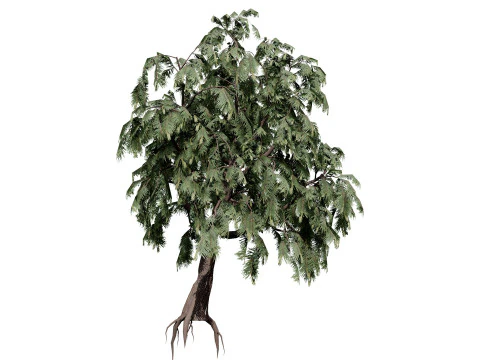 &Aacute;rvore Casuarina Australiana Modelo 3D