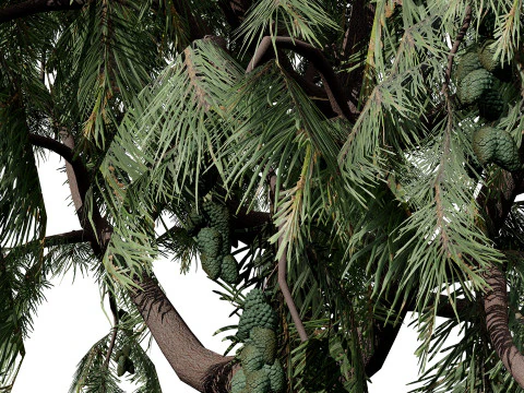 &Aacute;rvore Casuarina Australiana Modelo 3D