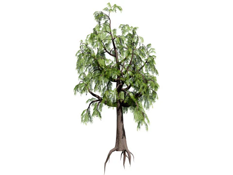 &Aacute;rvore Casuarina Australiana Modelo 3D
