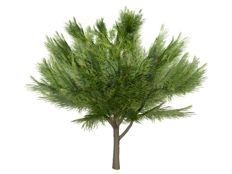 &Aacute;rvore Casuarina Australiana Modelo 3D