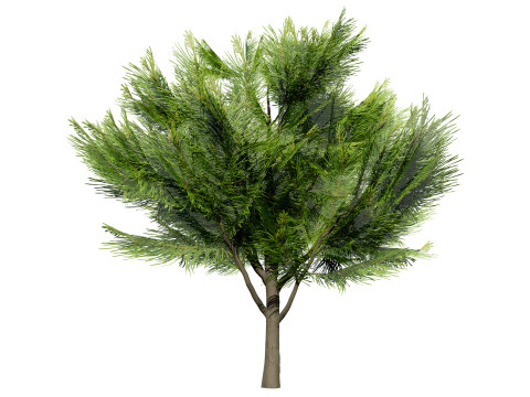 Australian Casuarina Tree 3D Model