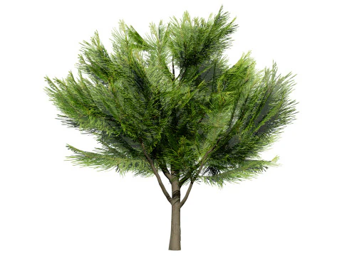&Aacute;rvore Casuarina Australiana Modelo 3D