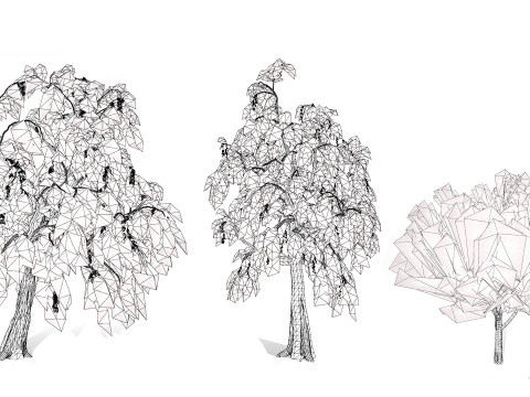 Australian Casuarina Tree 3D Model