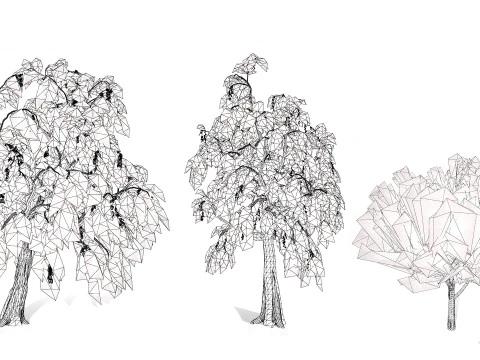 &Aacute;rvore Casuarina Australiana Modelo 3D