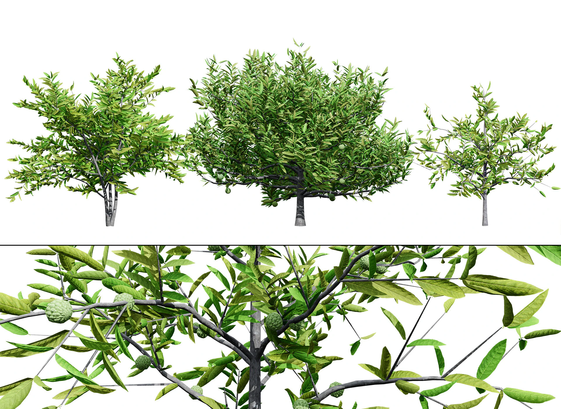Annona squamosa - Realistic 3D Model .c4d .max .obj .3ds .fbx .stl .blend 