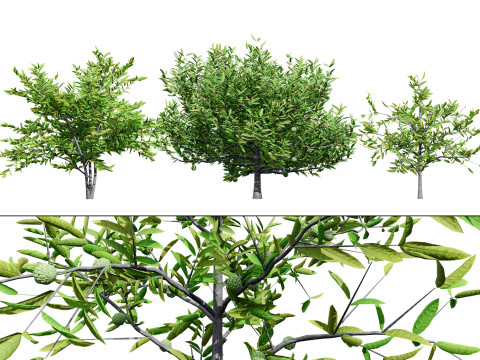 Annona squamosa - Realistic 3D Модель