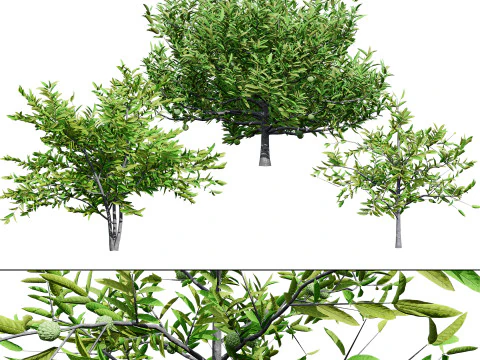 Annona squamosa - Realistic 3D Model