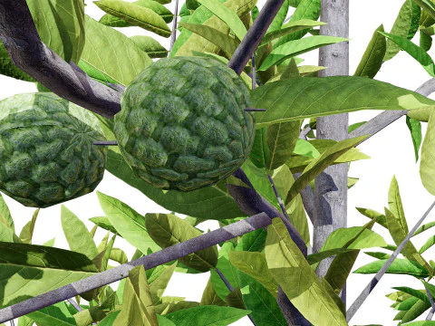 Annona squamosa - Realistic 3D Model