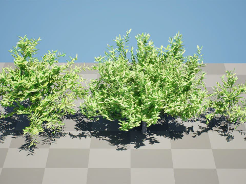 Annona squamosa - Realistic 3D Model