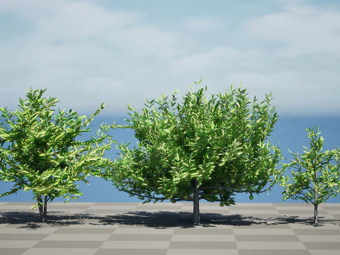 Annona squamosa - Realistic 3D Model
