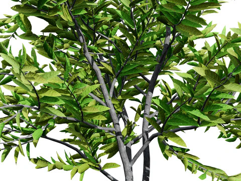 Annona squamosa - Realistic 3D Model