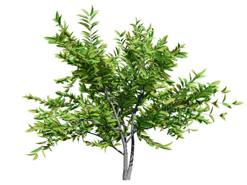 Annona squamosa - Realistic 3D Model