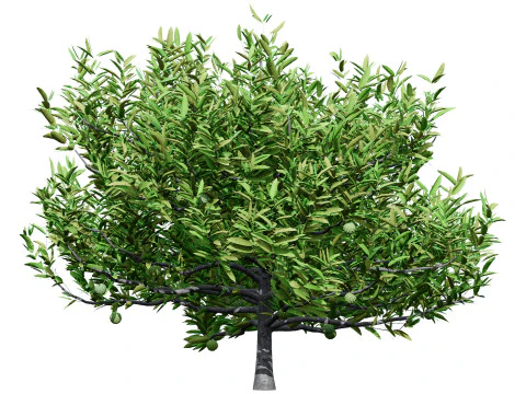 Annona squamosa - Realistic 3D Model