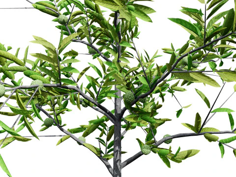 Annona squamosa - Realistic 3D Model